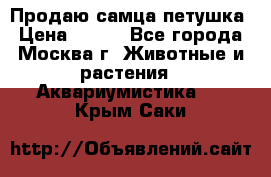 Продаю самца петушка › Цена ­ 700 - Все города, Москва г. Животные и растения » Аквариумистика   . Крым,Саки